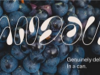 Candour Logo
